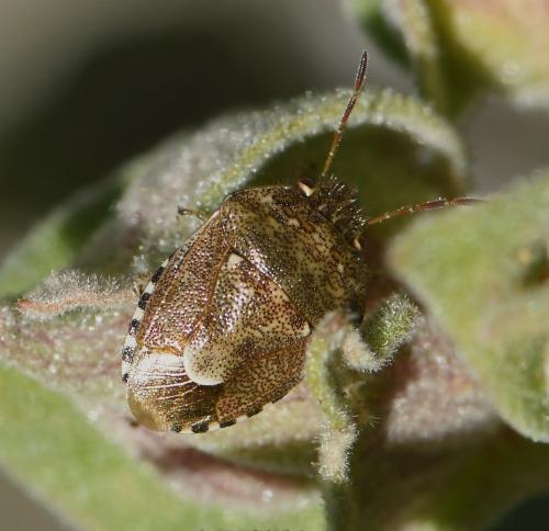 Staria lunata